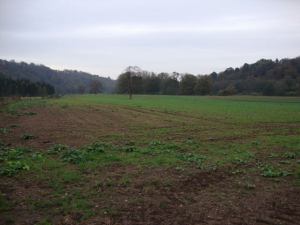 2014-11-06, Wheat field at Home Farm