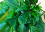 Green leaf spinach