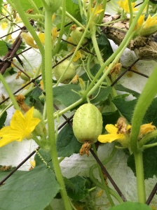 2015-07-30, Crystal lemons cucumbers, not cuca-melons