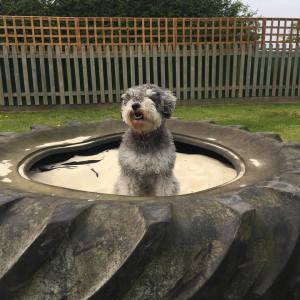 Dog in sand pit